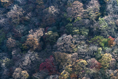 High angle view of waterfall in forest