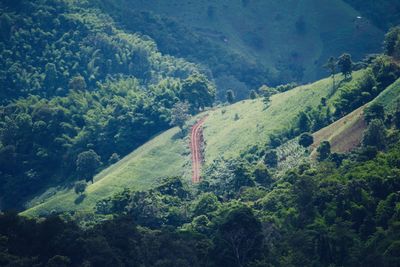 High angle view of trees in forest