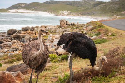 Two ostrich birds 