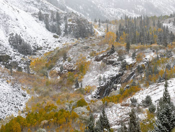 Fresh snow in lundy canyon with aspens in full autumn colors
