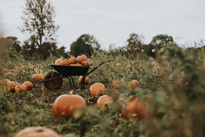 Close-up of pumpkins on field against sky