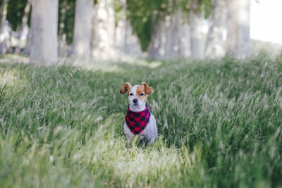 Portrait of a dog on field