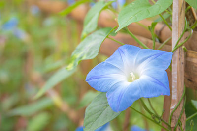 Close-up of purple flowering plant