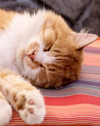 Close-up of a cat sleeping