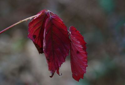 Close-up of red leaves on plant during autumn