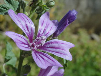 Close-up of purple flower