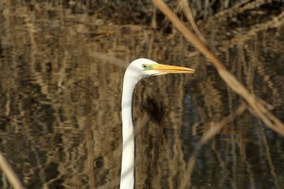 Close-up of a bird