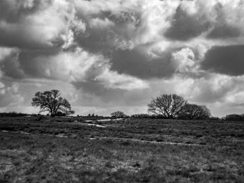 Trees on field against sky