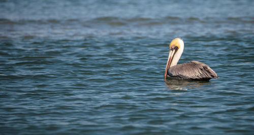 Brown pelican bird pelecanus occidentalis swimming and flying around clam pass in naples, florida