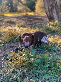 Portrait of dog on field