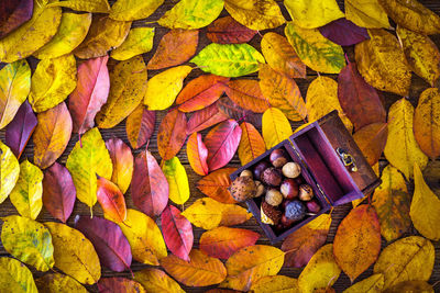 Directly above shot of autumn leaves with food on table