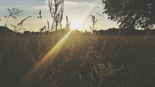 Plants growing on field against sky during sunset