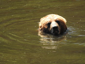 Portrait of pig swimming in lake