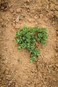 High angle view of small plant growing on field