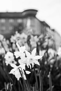 Close-up of flowers blooming outdoors