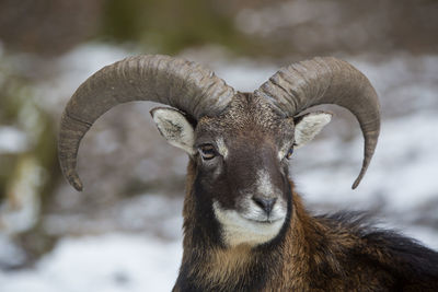 Close-up of goat