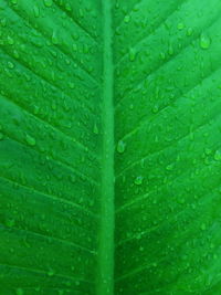 Full frame shot of raindrops on leaf