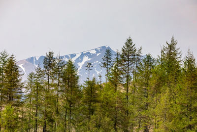 Pine trees in forest against clear sky