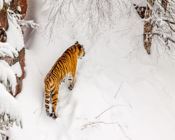 View of a snow covered land