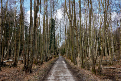 Empty road along trees in forest