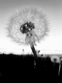 Close-up of dandelion flower