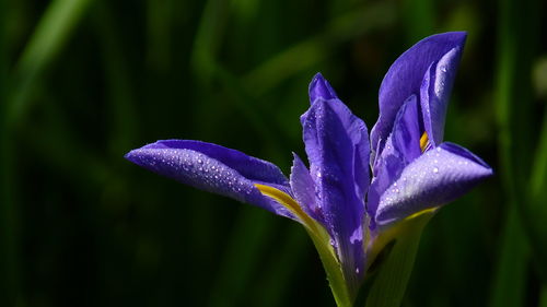 Close-up of water drops on purple flowering plant