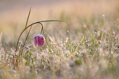 Close-up of pink flowering plant on field