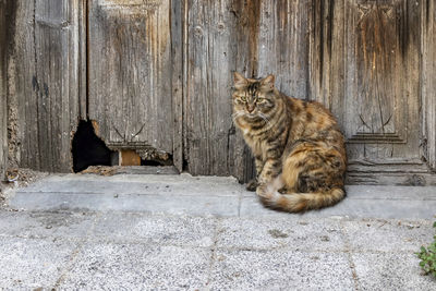 Portrait of a cat sitting on wood