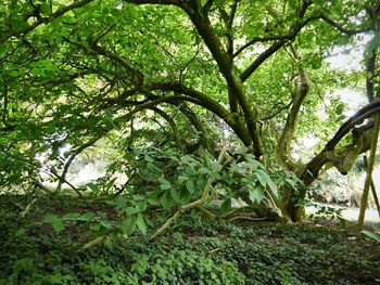 Trees growing in a park