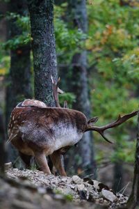 Deer in a forest