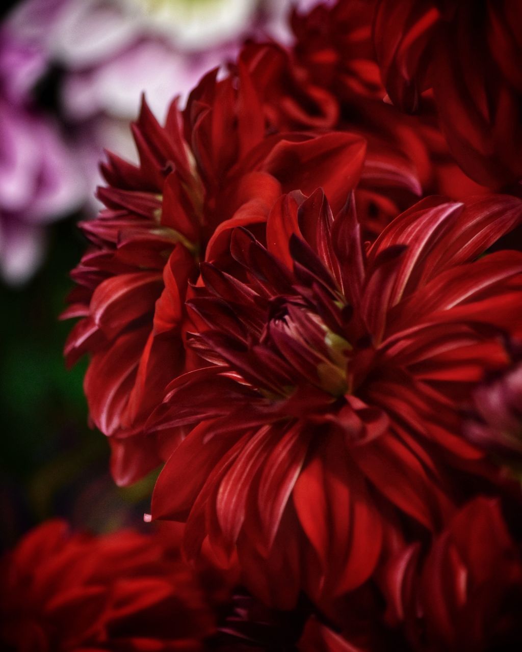 flower, flowering plant, petal, vulnerability, fragility, close-up, freshness, red, plant, beauty in nature, flower head, inflorescence, growth, focus on foreground, nature, no people, day, outdoors, selective focus, dahlia, maroon