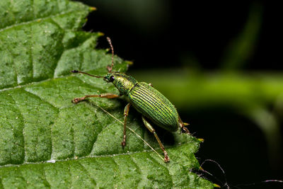 Close-up of insect on leaf