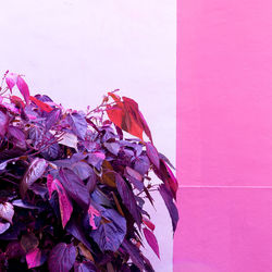Close-up of pink flowering plant against wall