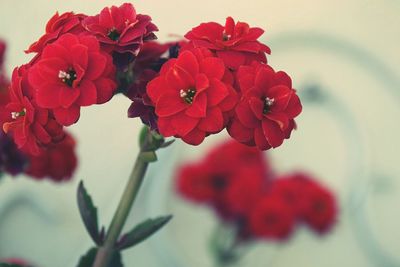 Close-up of red flowers