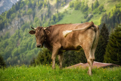 Cow standing in a field