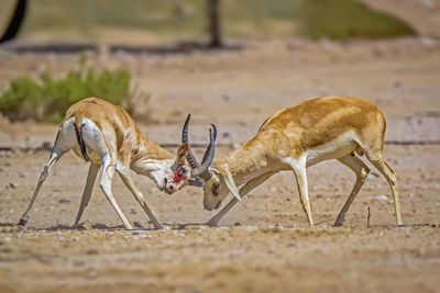 Close-up of deer on field