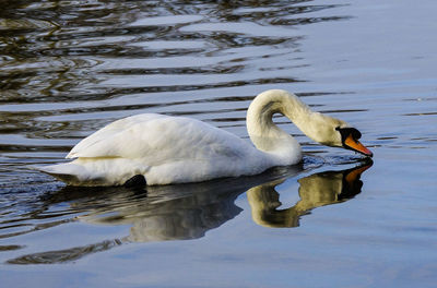 Close-up of swan swimming on lake
