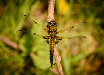 Close-up of dragonfly on plant