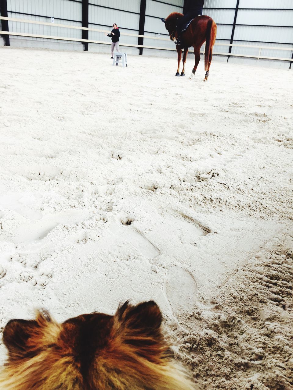 domestic animals, mammal, animal themes, dog, pets, one animal, sand, shadow, livestock, sunlight, walking, low section, standing, two animals, beach, horse, high angle view, working animal, day, brown