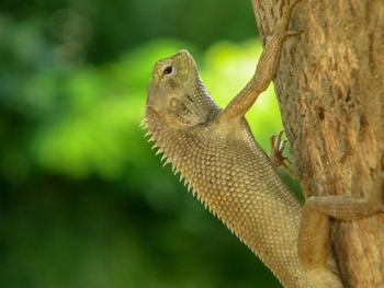 Close-up of a lizard on tree trunk