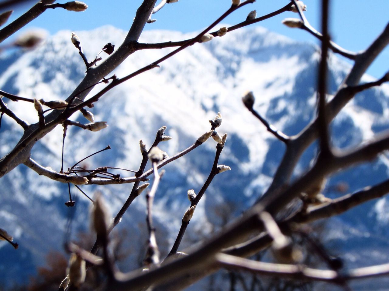 branch, focus on foreground, bare tree, winter, close-up, cold temperature, snow, twig, nature, tree, sky, frozen, selective focus, season, tranquility, beauty in nature, outdoors, low angle view, day, no people