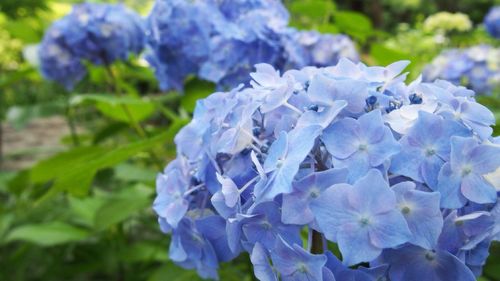 Close-up of purple flowers blooming