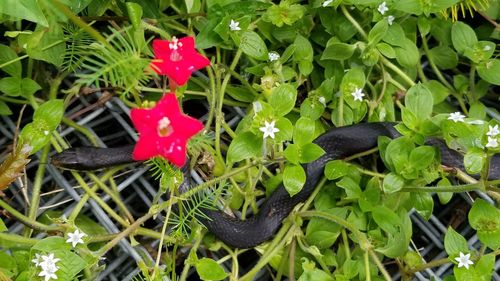 High angle view of vegetables on plant