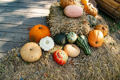 High angle view of pumpkins on hay