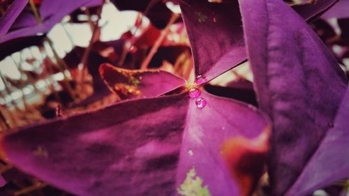 Close-up of wet leaves