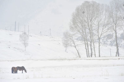 Horses on snow covered trees