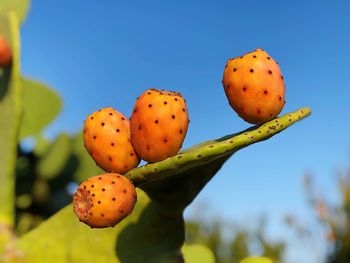Close-up of fruits growing on cactus against sky