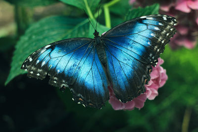 Close-up of butterfly on flower