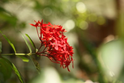 Close-up of red flowering plant