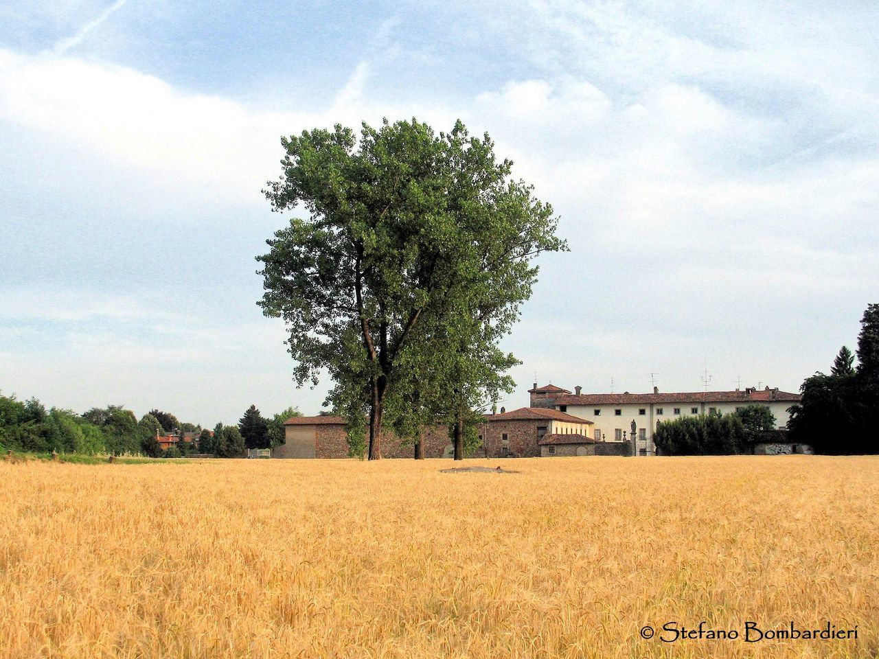 tree, sky, agriculture, growth, field, rural scene, building exterior, architecture, built structure, landscape, tranquility, nature, tranquil scene, farm, cloud - sky, cloud, beauty in nature, scenics, crop, sunlight